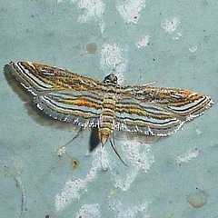 Parapoynx fluctuosalis