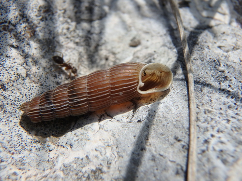 Acrotoma narzanensis