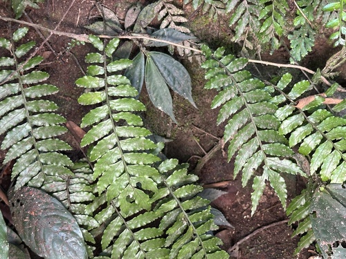Lomagramma sinuata observed 2025-04-20