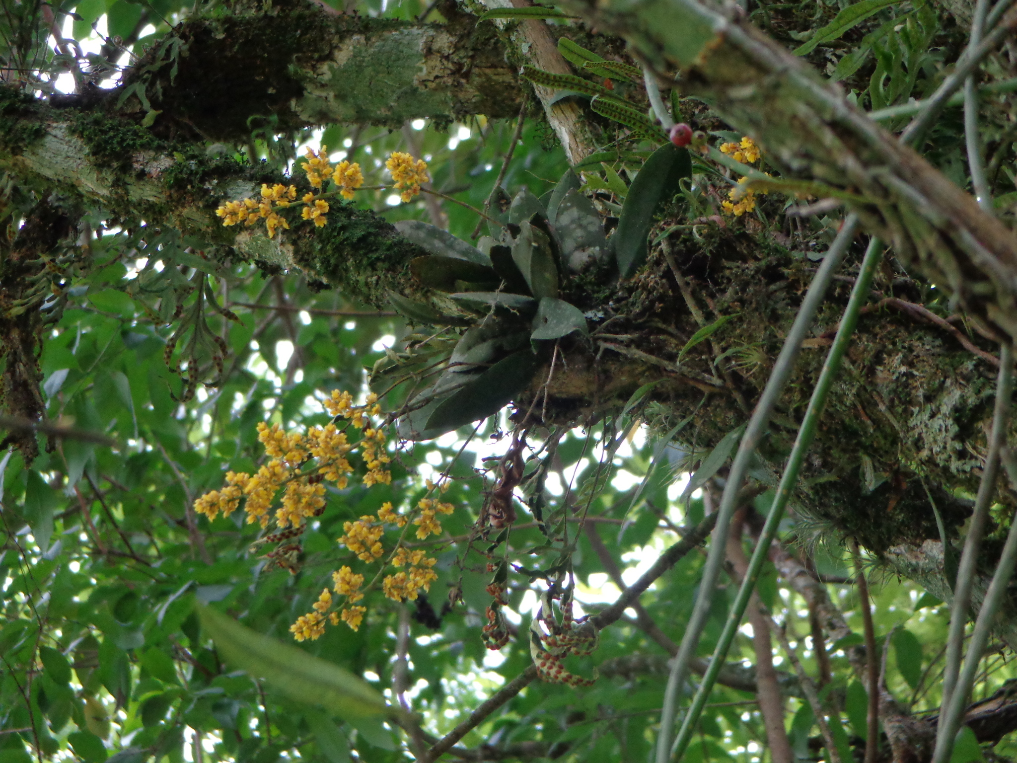 Trichocentrum pumilum