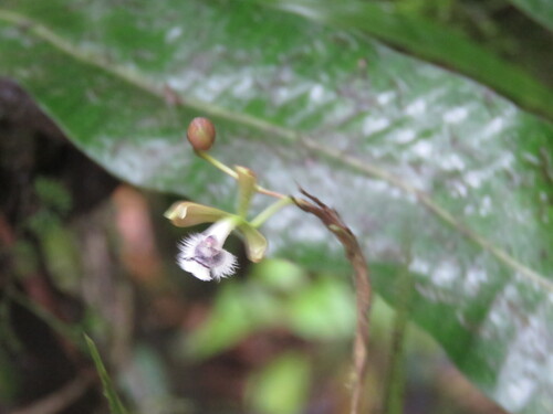 Epidendrum jatunsachanum Dodson & Hágsater 3
