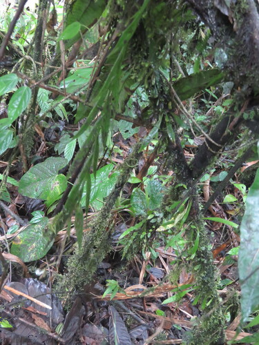 Epidendrum jatunsachanum Dodson & Hágsater 4