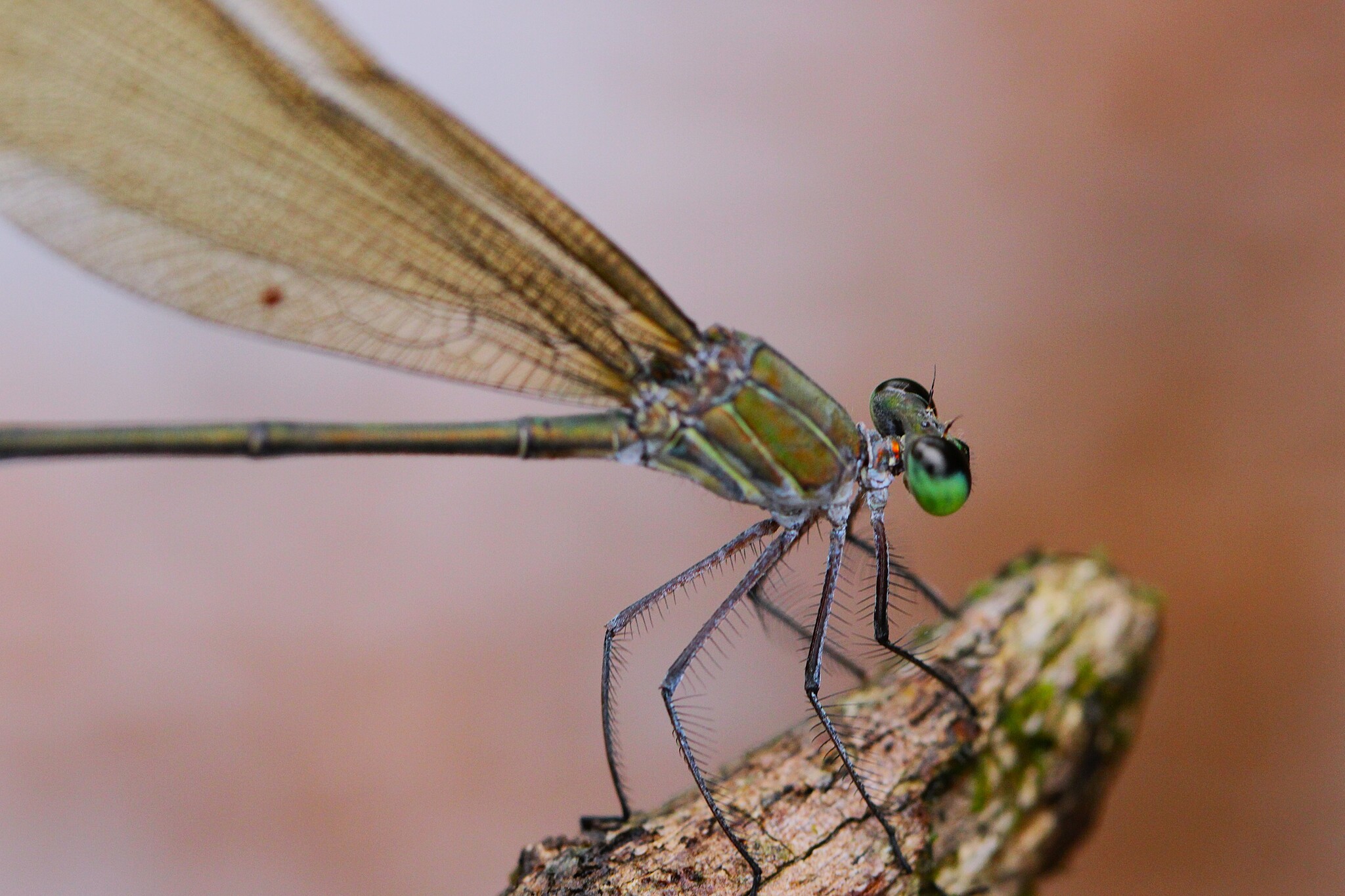 Black-Tip Flashwing