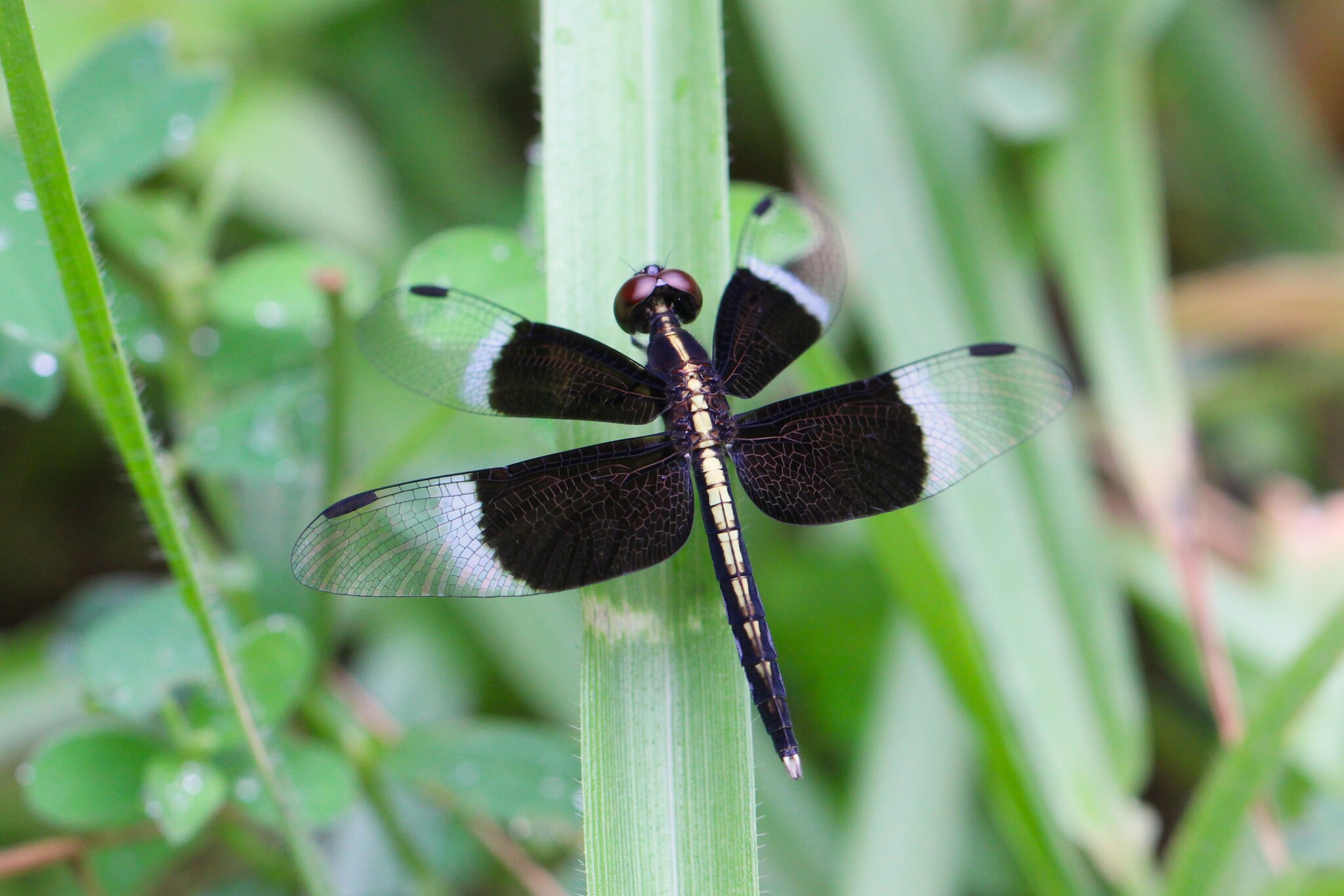 Pied Paddy Skimmer