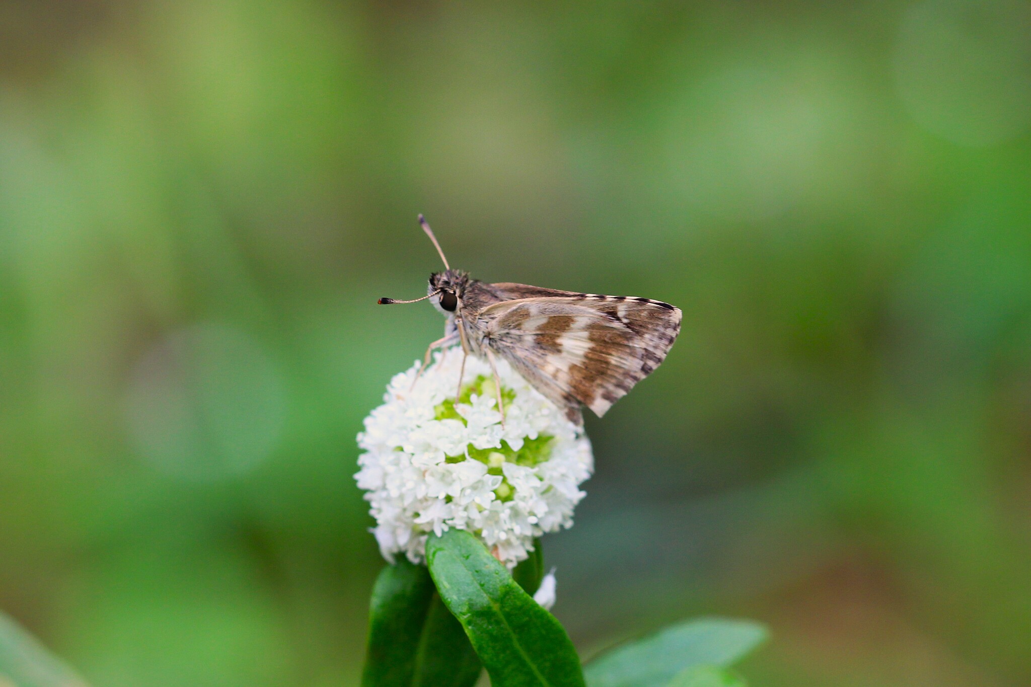 Asian Grizzled Skipper
