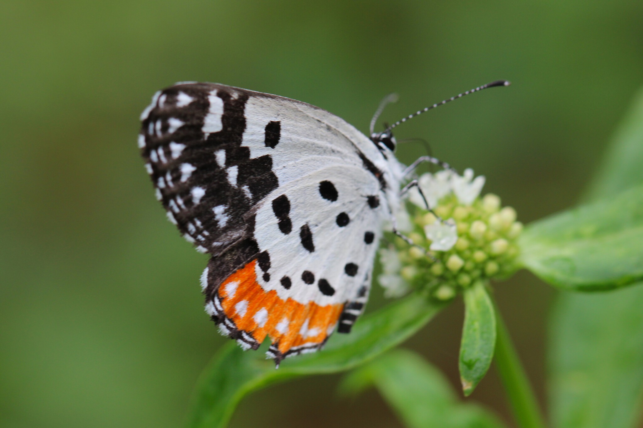 Red Pierrot