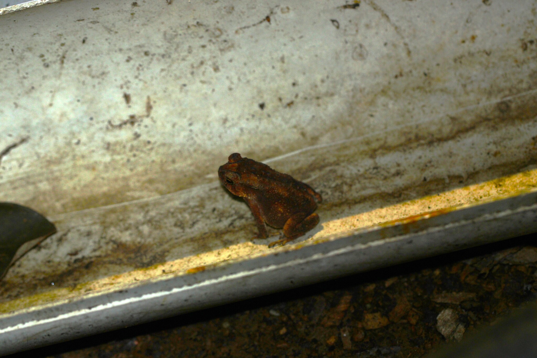 Indian Common True Toad