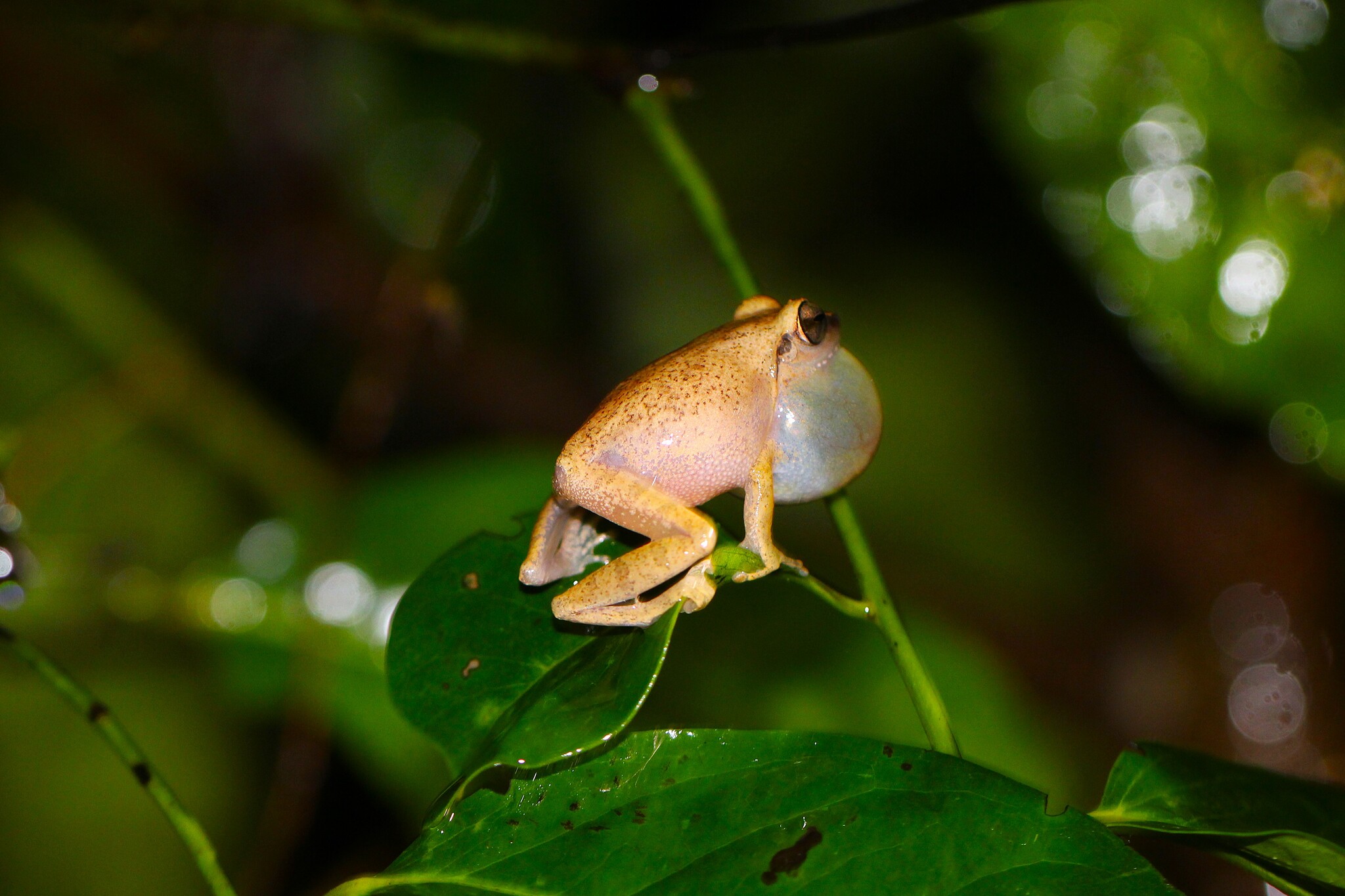 Wynaad Brown Eared Shrub Frog
