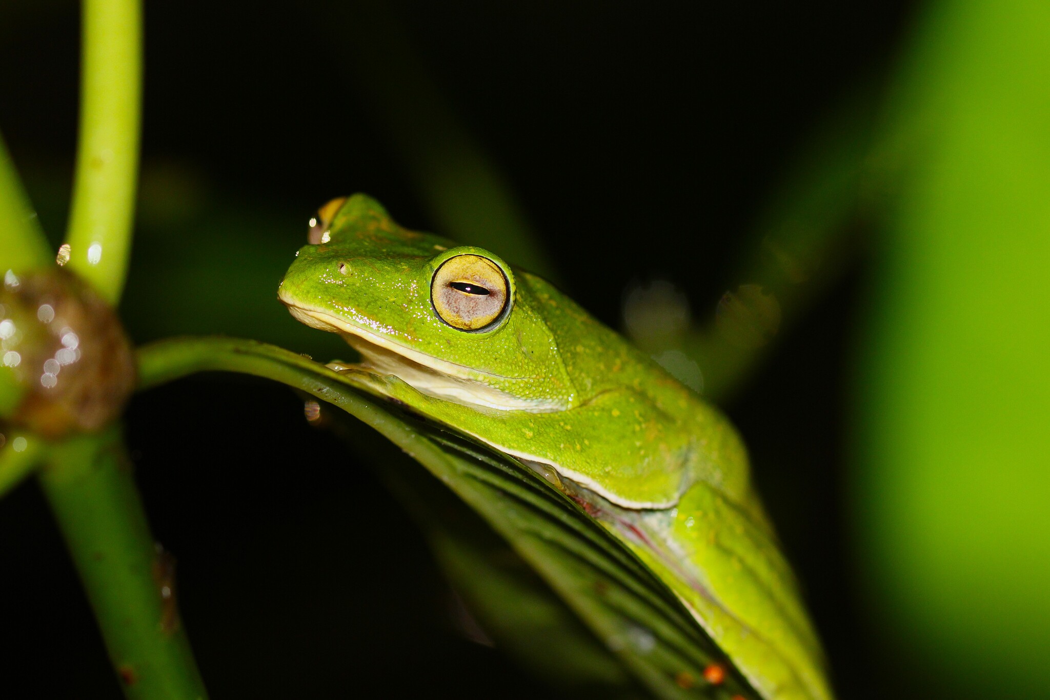 Malabar Gliding Tree Frog