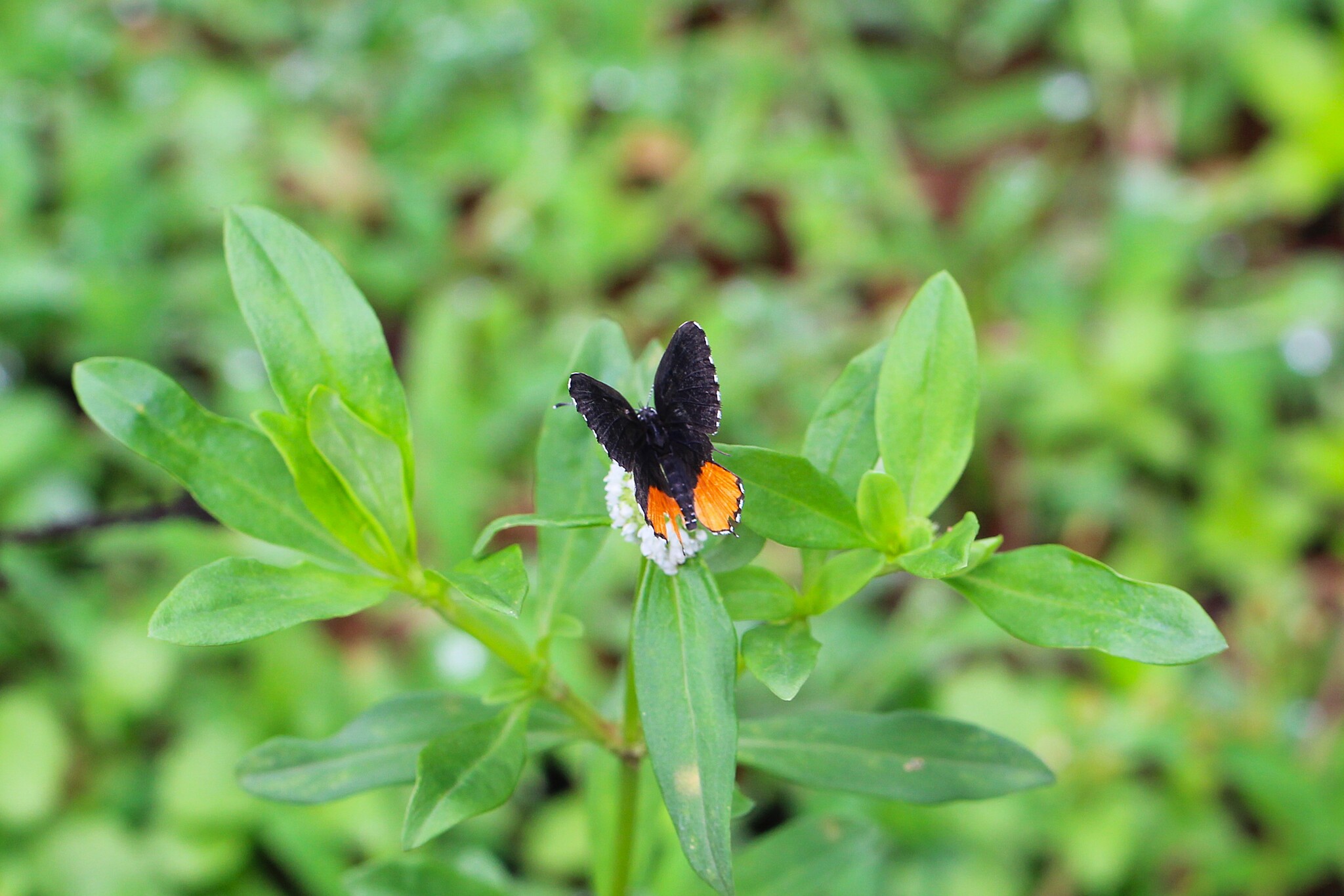Red Pierrot