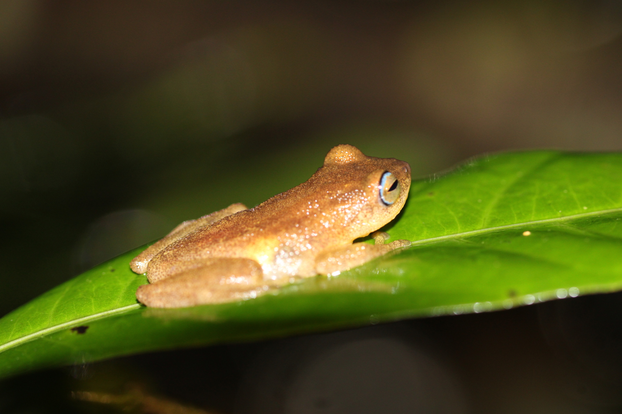 Blue Eyed Yellow Bush Frog