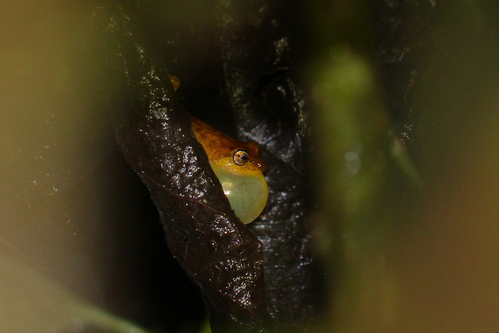 Blue Eyed Yellow Bush Frog