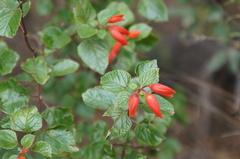 Salvia regla