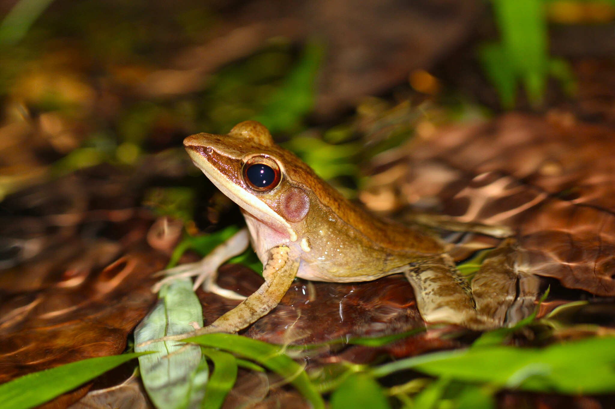 Indian Golden-Backed Frog