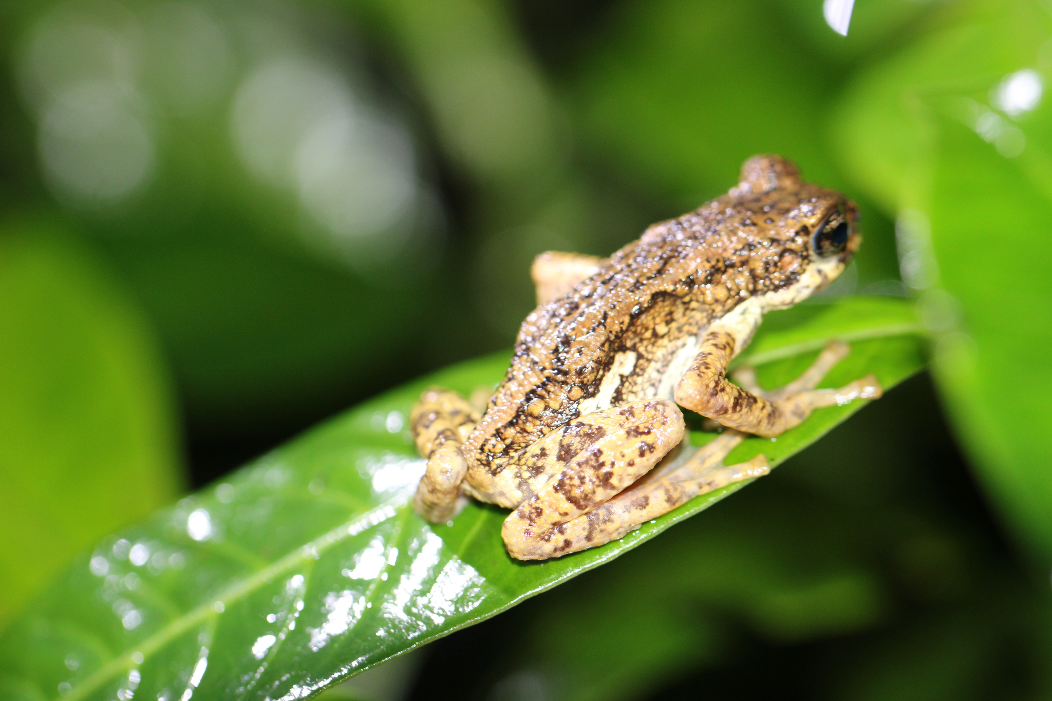 Western Ghats Tree Toad