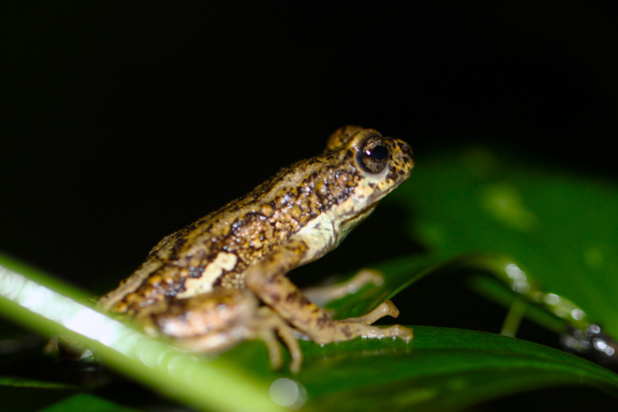 Western Ghats Tree Toad