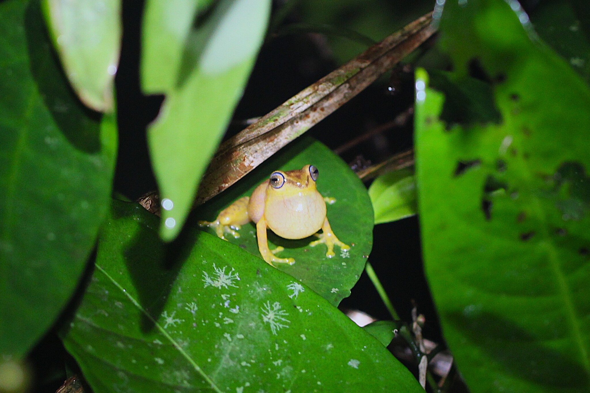 Blue Eyed Yellow Bush Frog