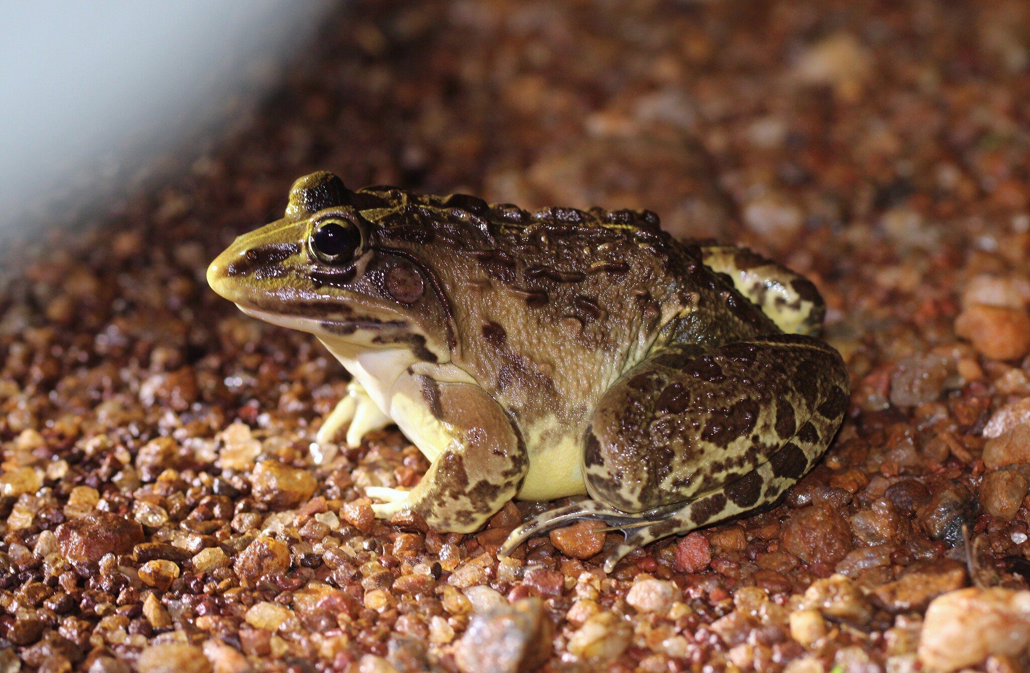 Indian Bull Frog