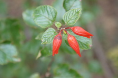 Salvia regla