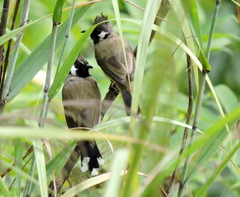 Pycnonotus leucogenys