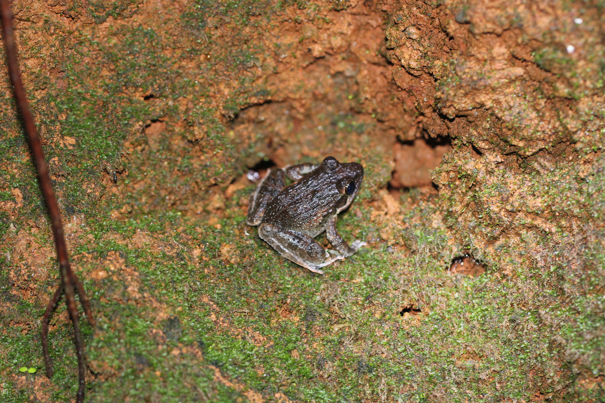 Half-Webbed Leaping Frog