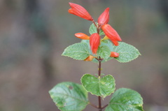 Salvia regla