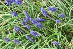 Muscari armeniacum