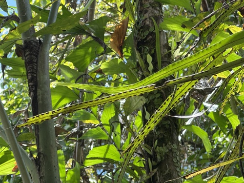 Lepisorus longifolius observed 2025-04-20