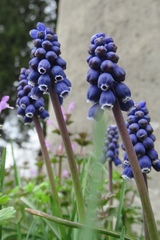 Muscari armeniacum