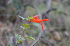 Salvia regla