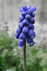Muscari armeniacum