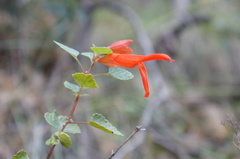Salvia regla