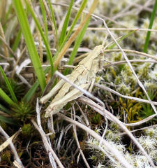 Sigaus campestris