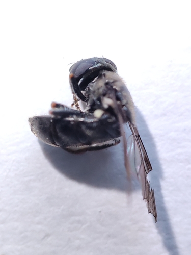 Pipizella annulata