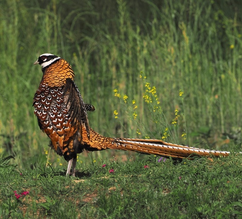 Fagiano venerato (Syrmaticus reevesii)