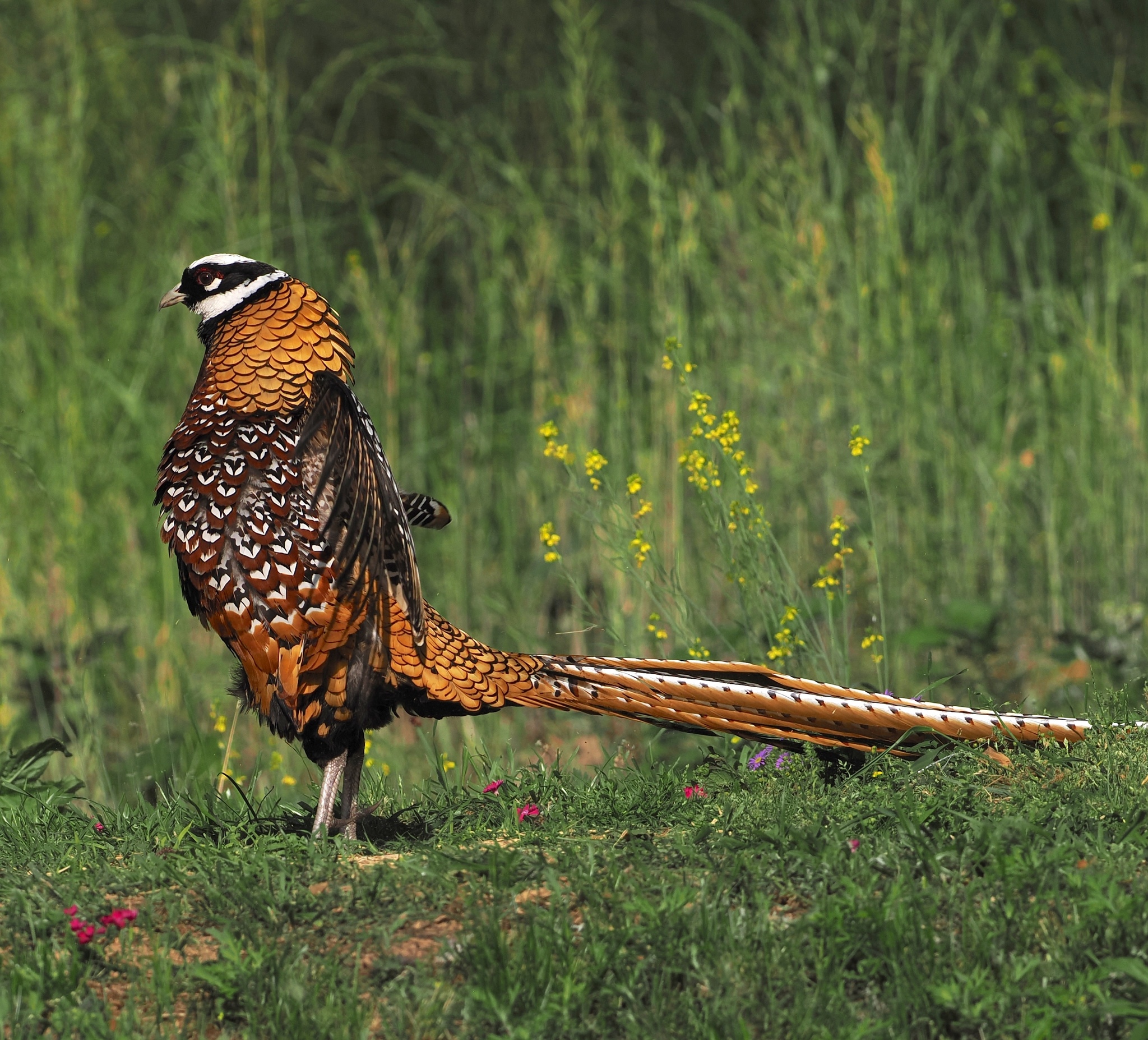 Reeves's Pheasant