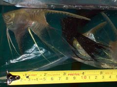 Pterophyllum scalare