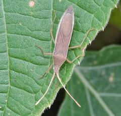 Aschistocoris brevicornis
