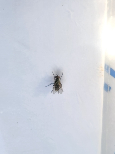 Flies