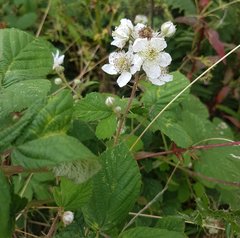 Rubus tuberculatus