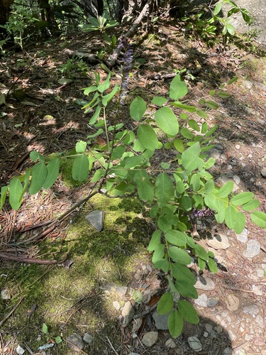 Amorpha glabra, 2025-05-31
