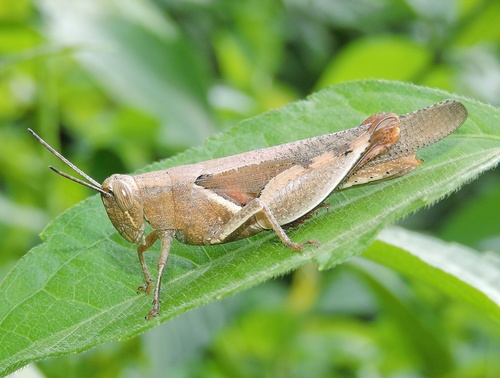 Diabolocatantops innotabilis (Walker, 1870)
