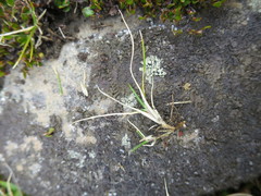 Zoysia minima