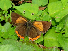 Heliophorus brahma