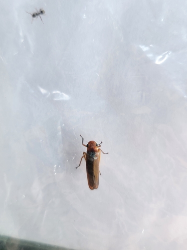 Typical Leafhoppers
