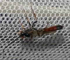 Ichneumonoidea