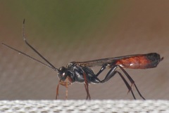 Ichneumonoidea