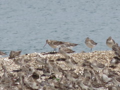 Limosa lapponica baueri