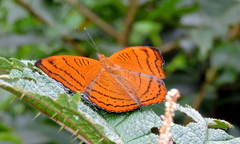 Pseudergolis wedah