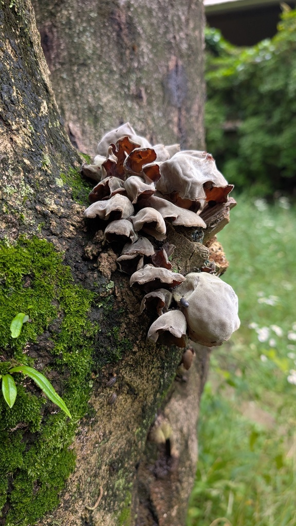 Auricularia polytricha · June 2025 · photo: © atsushi_nakajima_cirque (iNaturalist, cc-by)